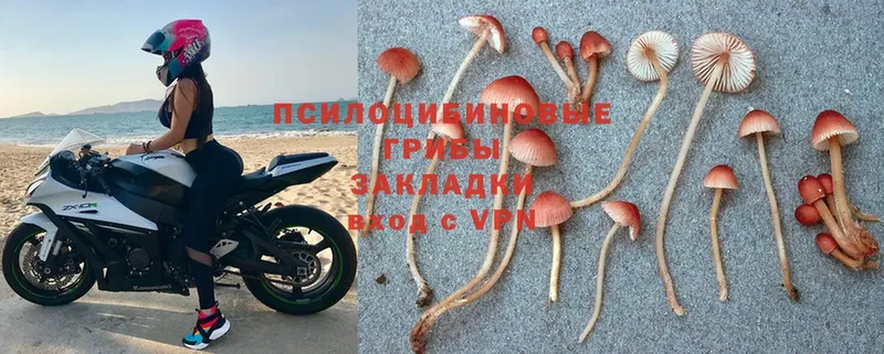 Псилоцибиновые грибы Psilocybe  нарко площадка состав  Саяногорск  как найти наркотики 